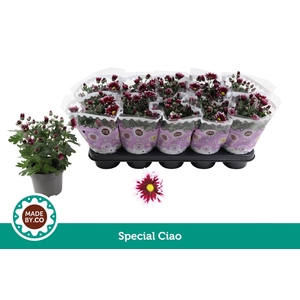 Chrysant Special Ciao