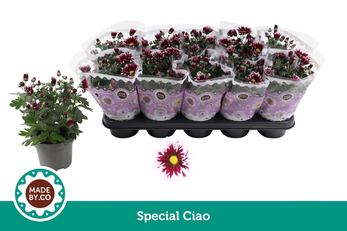 <h4>Chrysant Special Ciao</h4>