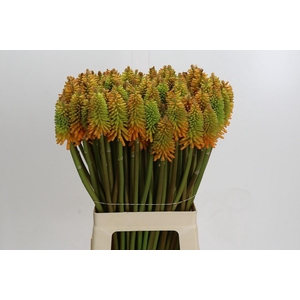 Kniphofia Eycone Peach