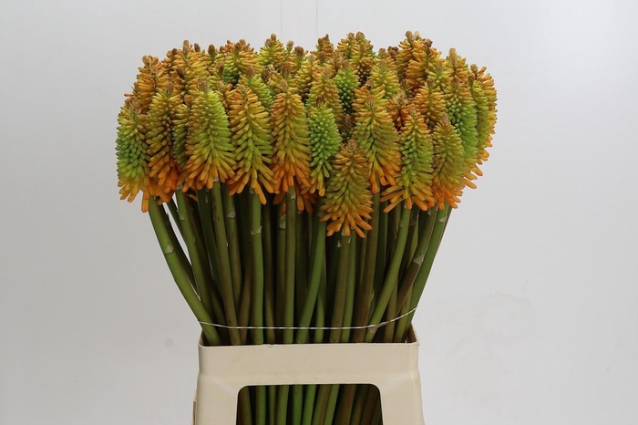 Kniphofia Eycone Peach