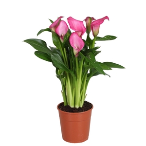 Zantedeschia Zazu Calla roze 30-35cm 4+ bloem
