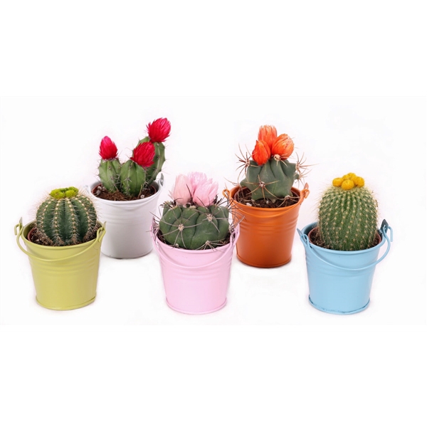 <h4>Cactus 5,5 cm stro disco in gekleurde zinken emmer</h4>