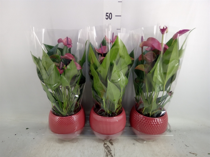 <h4>Anthurium andr. 'Pure Purple'</h4>