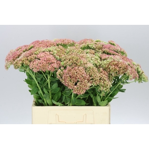 Sedum Spectabile