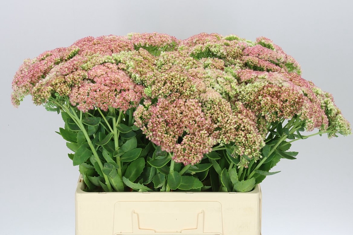 <h4>Sedum Spectabile</h4>
