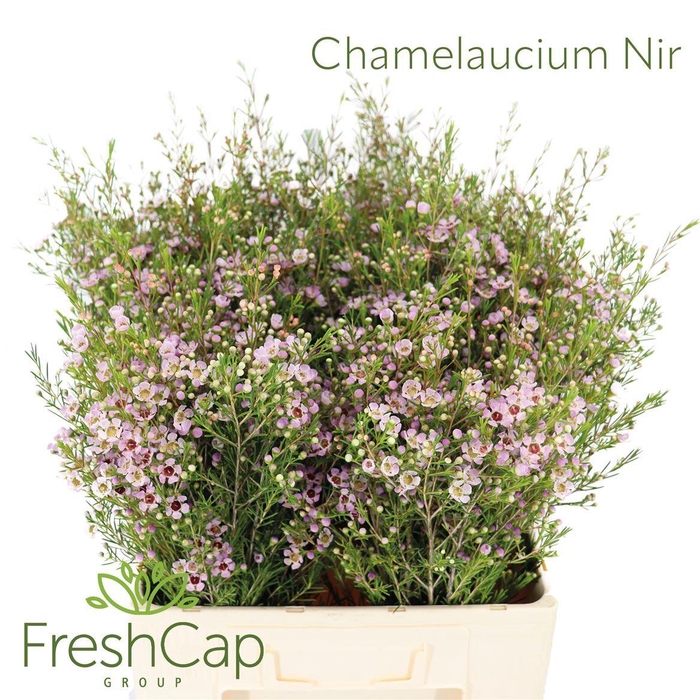 <h4>Chamelaucium unci. 'Early Nir'</h4>