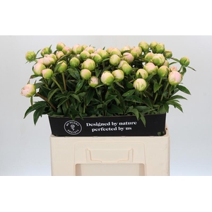 Paeonia Miss America