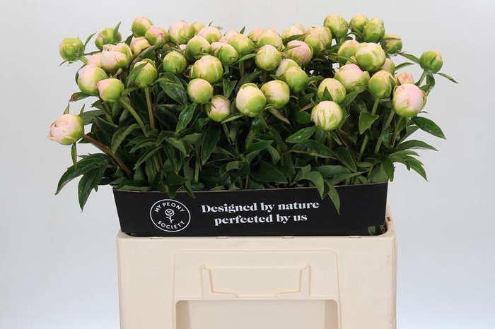 <h4>Paeonia Miss America</h4>