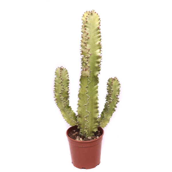 <h4>Euphorbia erytrea variegata 21 cm</h4>