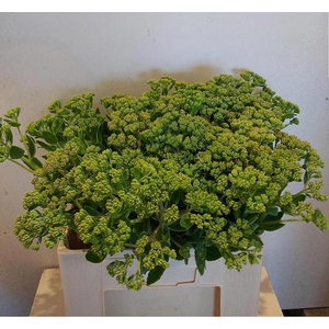 SEDUM SPECTABILE