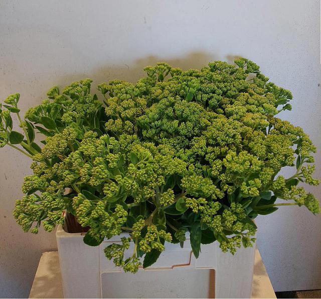 <h4>SEDUM SPECTABILE</h4>