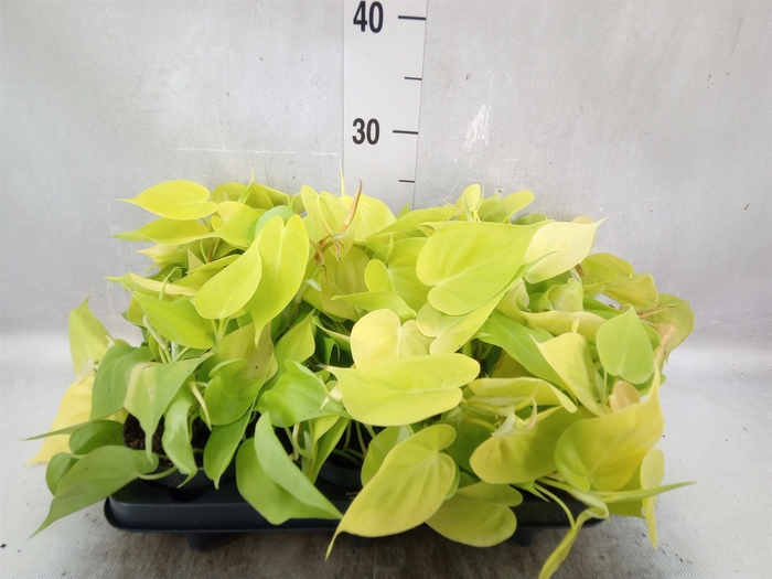 Philodendron scand. 'Lemon Lime'