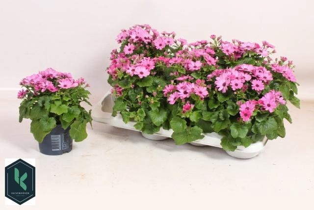 <h4>PERI C SEN PINK</h4>