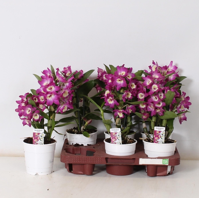 <h4>DEND NOBILE</h4>