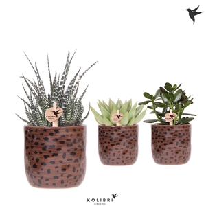 Kolibri Greens Succulenten mix in Leopard pot