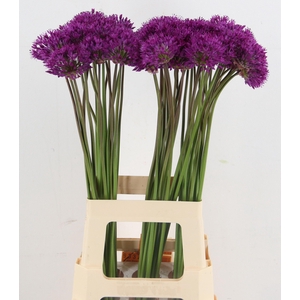 ALLIUM PURPLE SENS