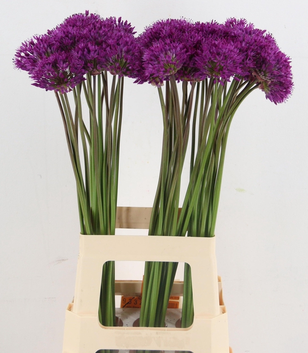 <h4>ALLIUM PURPLE SENS</h4>