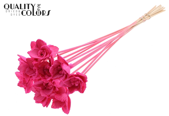 Shola Queen Flower on stem Cerise