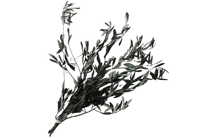 Olive Preserved