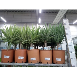 Yucca elephantipes 'Elmila'