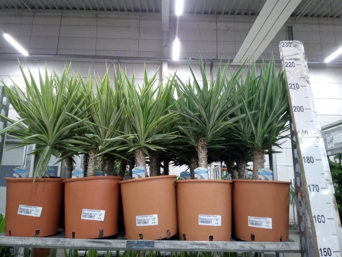 <h4>Yucca elephantipes 'Elmila'</h4>