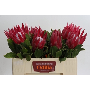 Protea Cynaroides Madiba