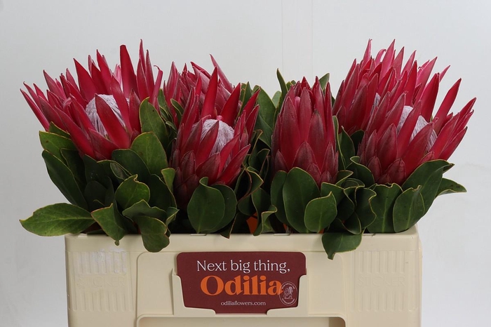 <h4>Protea Cynaroides Madiba</h4>