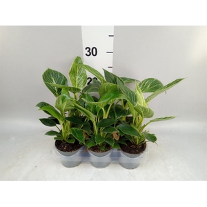 Philodendron  'Birkin'