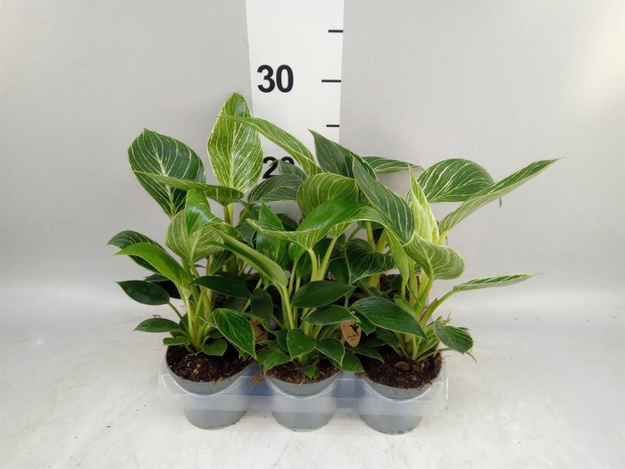 <h4>Philodendron 'Birkin'</h4>