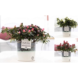 1st class Azalea mix in P&PURE Illusion ceramics;