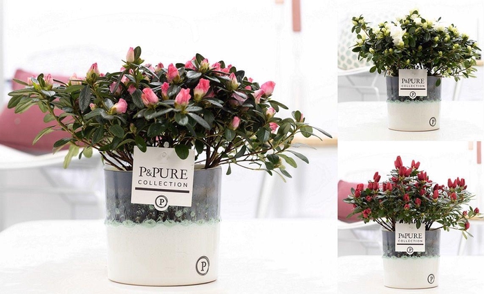 <h4>1st class Azalea mix in P&PURE Illusion ceramics;</h4>