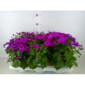 Pericallis cr. 'Senetti Magenta'