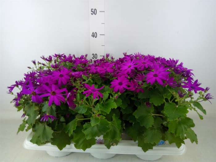 <h4>Pericallis cr. 'Senetti Magenta'</h4>