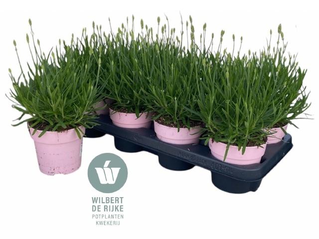 <h4>LAVAN AN ROSEA</h4>