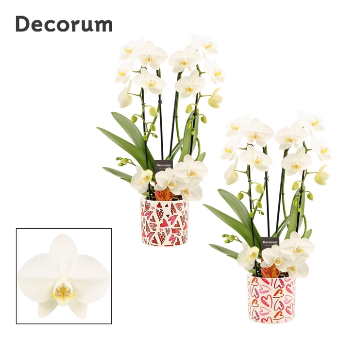 <h4>Phalaenopsis twirl wit in Julia (Deco-collection)</h4>