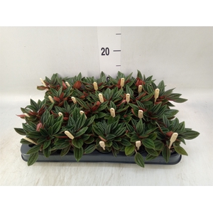 Peperomia caperata 'Rosso'