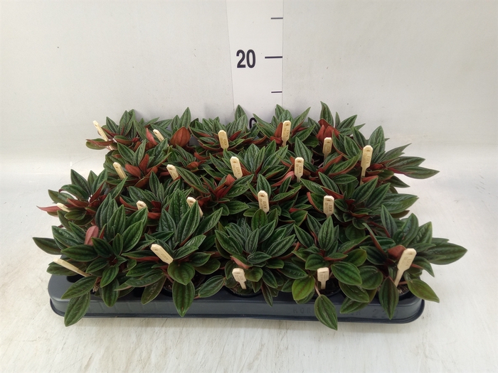 <h4>Peperomia caperata 'Rosso'</h4>