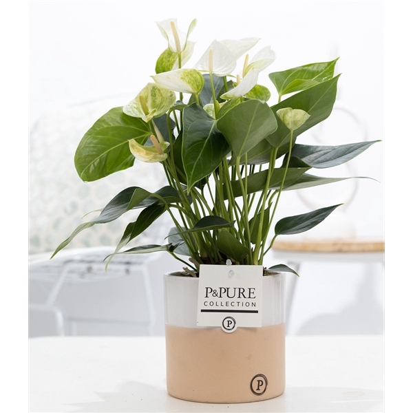 <h4>Anthurium white (Elido) in P&PURE Rosy ceramics</h4>