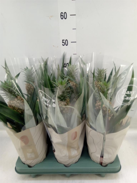 <h4>Ananas  'Rosita'</h4>