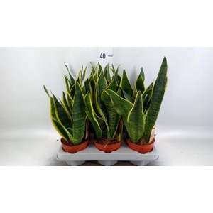 Sansevieria trifa. 'Futura Superba'