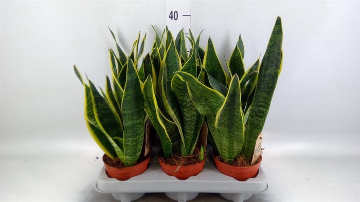 <h4>Sansevieria trifa. 'Futura Superba'</h4>