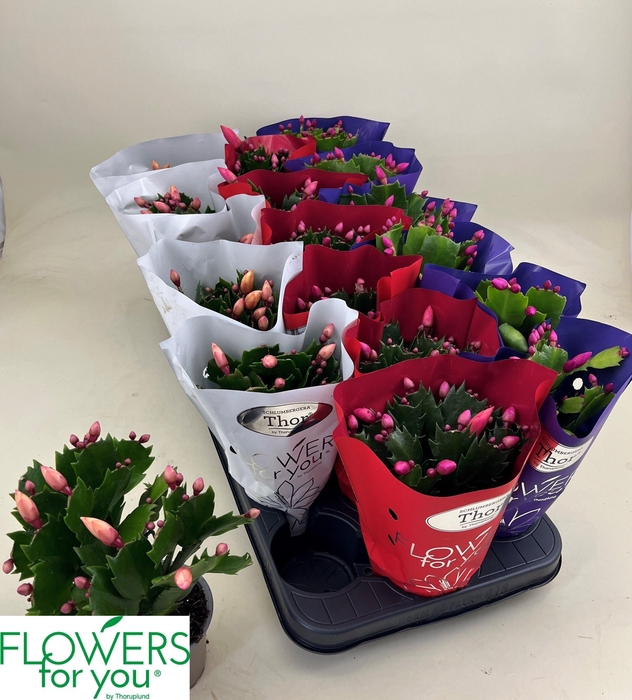 <h4>SCHLUMB GEM 3 KL</h4>