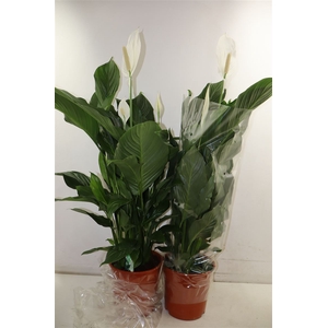 Spath Sweet Silvana