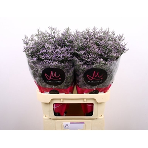 Limonium Skylight Marginpar