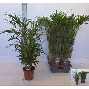 CHAMAED CATARACTARUM