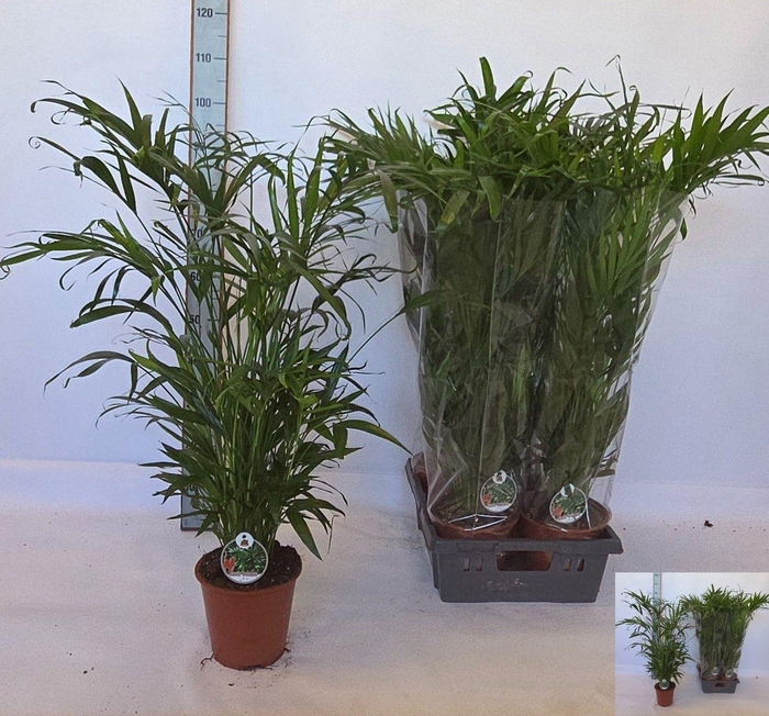 <h4>CHAMAED CATARACTARUM</h4>