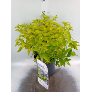 Caryopteris   ...