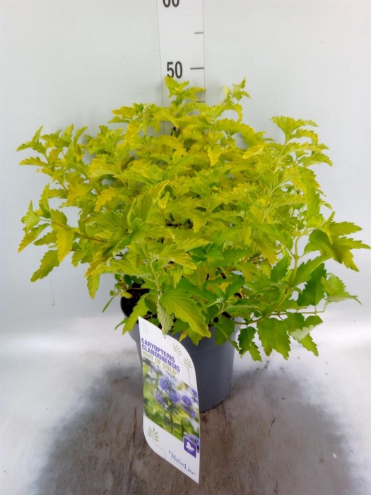<h4>Caryopteris   ...</h4>