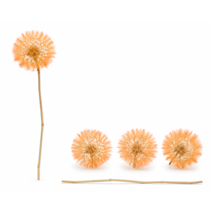 Dried Bleached Dandelion Orange