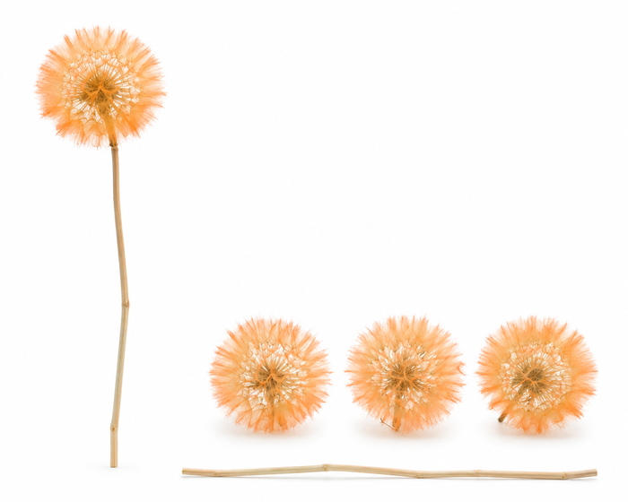<h4>Dried Bleached Dandelion Orange</h4>